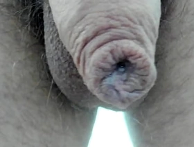 Cock
